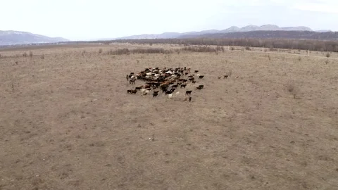 Aerial view two shepherds on horses with dogs gathering herd of grazing cows Stock Footage 147486516