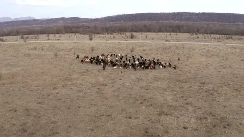 Aerial view two shepherds on horses and dogs lead herd of cows on field to road Stock Footage 147487725