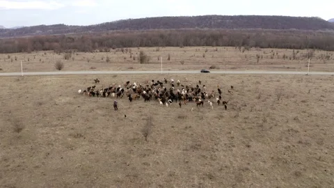 Aerial view two shepherds on horses and dogs lead herd of cows on field to road Stock Footage 147488598