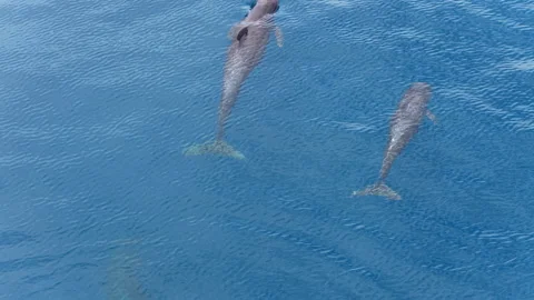 Aerial View of Two Short-finned Pilot Whales in Blue Water Stock Footage 320647891