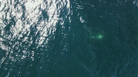 Aerial view of two sperm whales in South Africa. Stock Footage 150639634