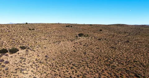 Aerial View of Two Springbok Grazing on Arid Karoo Hillside in South Africa Stock-Footage 341516069