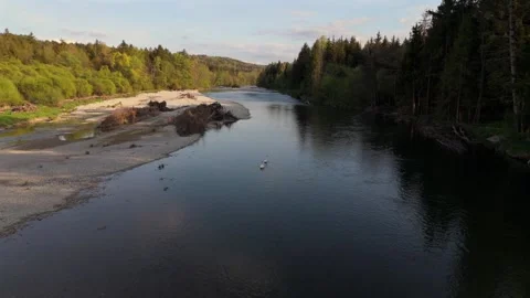 Aerial view of two swans floating gracefully on the crystal-clear Isar River in Stock Footage 316648273