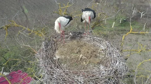 Aerial view, Two young White storks in a nest on a pillar Stock Footage 152641187