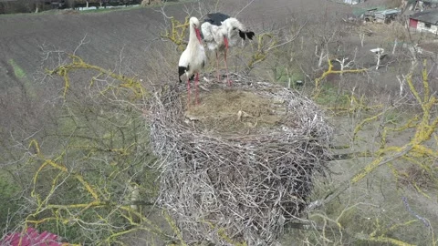 Aerial view, Two young White storks in a nest on a pillar Stock Footage 152641209