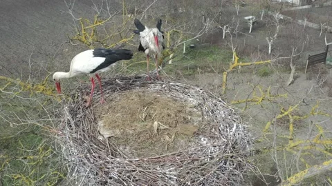 Aerial view, Two young White storks in a nest on a pillar Stock Footage 152641258