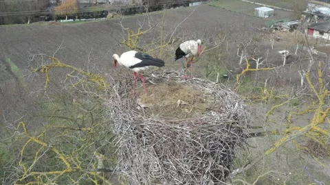 Aerial view, Two young White storks in a nest on a pillar Stock Footage 152641557