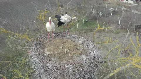 Aerial view, Two young White storks in a nest on a pillar Stock Footage 152641972