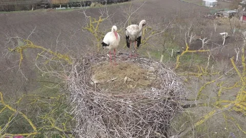 Aerial view, Two young White storks in a nest on a pillar Stock Footage 152642345