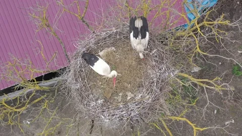 Aerial view, Two young White storks in a nest on a pillar Stock Footage 152642408