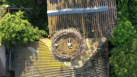 Aerial view, Two young White storks in a nest on a pillar Stock Footage 157220075