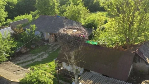 Aerial view, Two young White storks in a nest on a pillar Stock Footage 157220295
