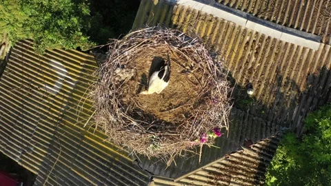 Aerial view, Two young White storks in a nest on a pillar Stock Footage 157221232