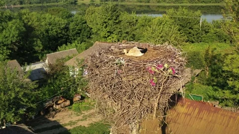Aerial view, Two young White storks in a nest on a pillar Stock Footage 157221316