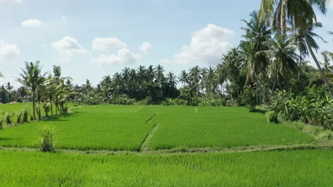Aerial view of Ubud Stockbeeldmateriaal 218308278