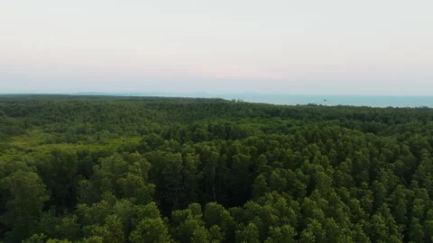 Aerial View Uniform Tropical Forest Canopy Stock Footage 333553566