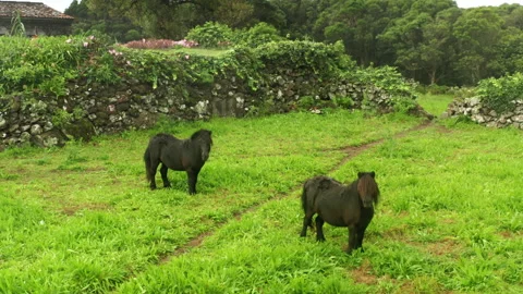 Aerial view of the unique landscape within green meadows Video stock 153254576