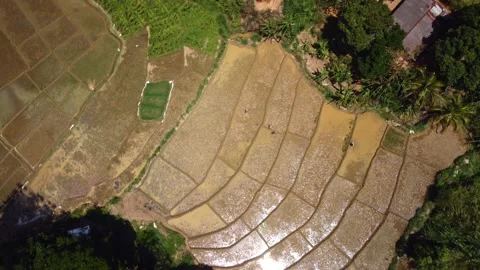 Aerial view at unique pattern of rice fields on Sri Lanka island Stock Footage 197637239