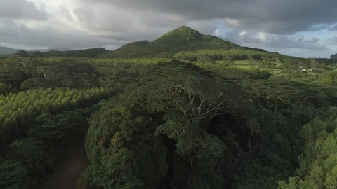 Aerial View of Unique Tree in a Mountain Forest in Kauai, Hawaii Stock Footage 125818875