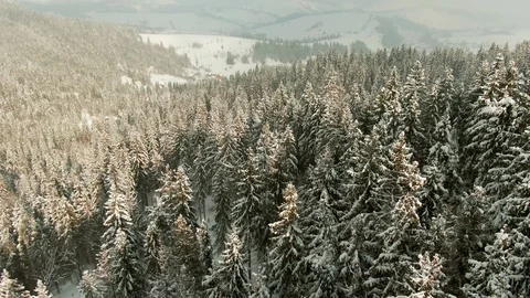 Aerial view upper branches of tree during frosty winter day - drone aerial view. 库存影片 104224475