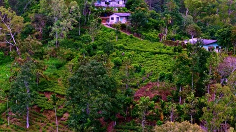 Aerial view of the Uva Halpewatte Tea Factory and surrounding lush green tea Stock Footage 330875428