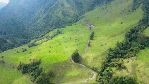 Aerial view of Valle de Cocora with winding dirt road and tall palms Stock-Footage 331410965