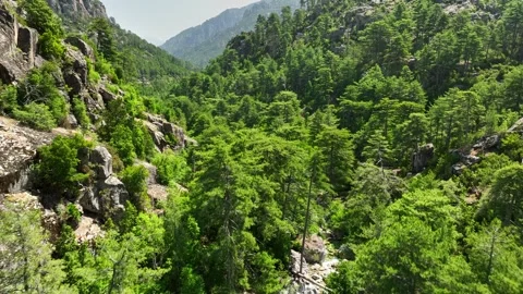 Aerial view of valley between rocks with pine trees, Corsica island, France Video stock 250831455