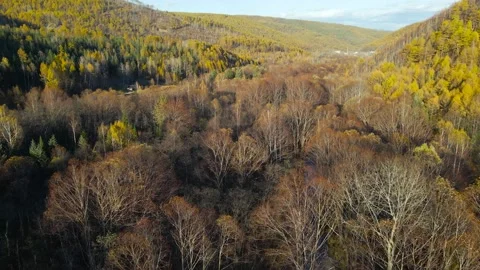 Aerial view of Valley, Mountain Range, Forest in Gold Autumn, Sun Rays in Camera Stock Footage 165471435