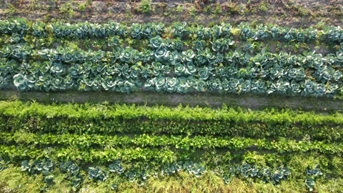 Aerial view of various vegetables growing in rural field Stock Footage 211433147