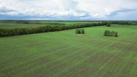 Aerial view of the vast agricultural fields in Russia in summer day Stock Footage 252133095