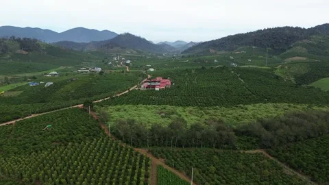 Aerial View of Vast Coffee and Pepper Plantation in Mountain Valley 스톡 동영상 343206108