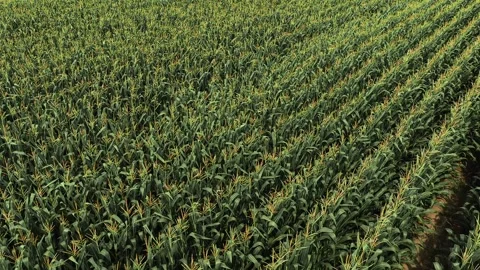 Aerial view of a vast corn field plantation Stock Footage 345624003