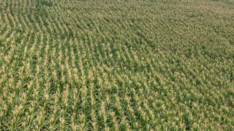 Aerial view of a vast cornfield in West Java, Indonesia. Vídeos de archivo 338165731