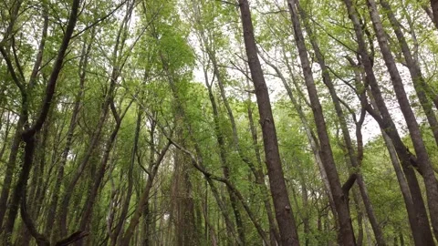 Aerial View of a Vast Forest and Rocky Hills Stock Footage 282930155