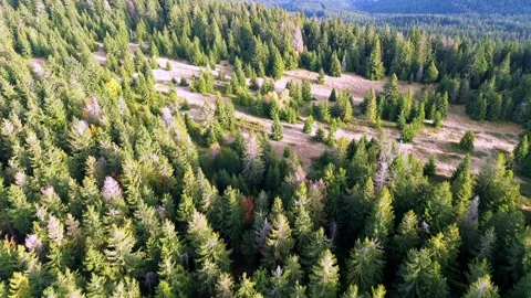Aerial view of vast forest hilly landscape in Carpathian forests in autumn Stock-Footage 297207065
