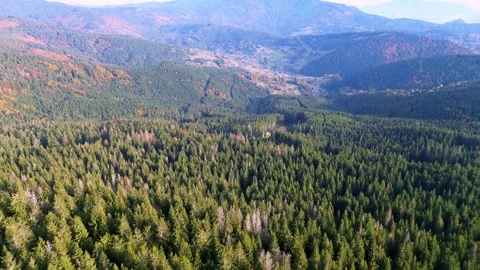 Aerial view of vast forest hilly landscape in Carpathian forests in autumn Stock-Footage 297207580