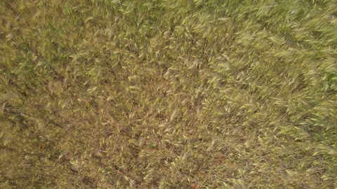 Aerial view of a vast golden wheat field with hints of green and red poppies Stock Footage 328469341