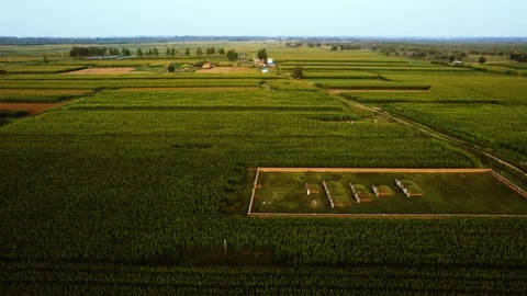 Aerial view of vast green cornfields with a small rural cemetery in China 動画素材 342329792