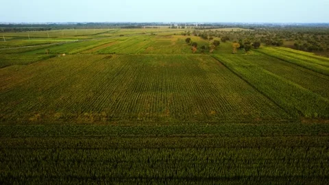 Aerial view of vast green cornfields in rural landscape during golden hour 動画素材 342329840