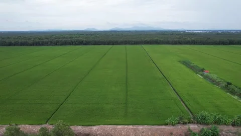 Aerial view of vast green rice field and palm trees in Vietnam Stock Footage 341273553