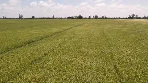 Aerial view of vast green rice fields and mountains in Vietnam Stock Footage 341720102