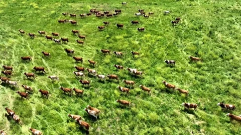 Aerial view vast herd cows gracefully grazing lush green pastureland. Stock-Footage 341253921