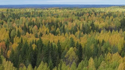 Aerial view of a vast mixed forest with dense canopy of green, yellow and orange 库存影片 327399457