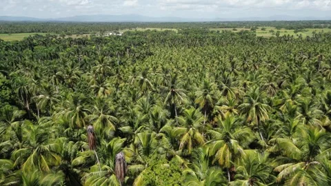 Aerial view of vast palm tree plantations between Cabrera and Nagua on the Stock-Footage 295771958