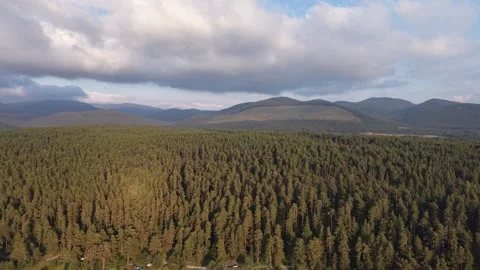 Aerial view of vast pine forest canopy and mountains 库存影片 340470806