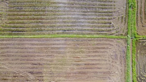 Aerial view of a vast rice field area ready to be harvested Stock Footage 294585942