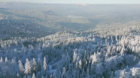 Aerial view of a vast snow-covered forest under bright winter sunlight. Video stock 337956146