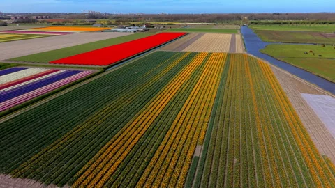 Aerial view of vast tulip fields in the Netherlands during spring. Vibrant 動画素材 332672805