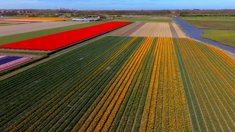 Aerial view of vast tulip fields in the Netherlands during spring. Vibrant Видео 332673697