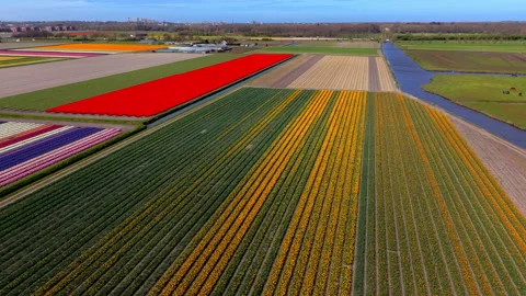 Aerial view of vast tulip fields in the Netherlands during spring. Vibrant Stockbeeldmateriaal 334750614